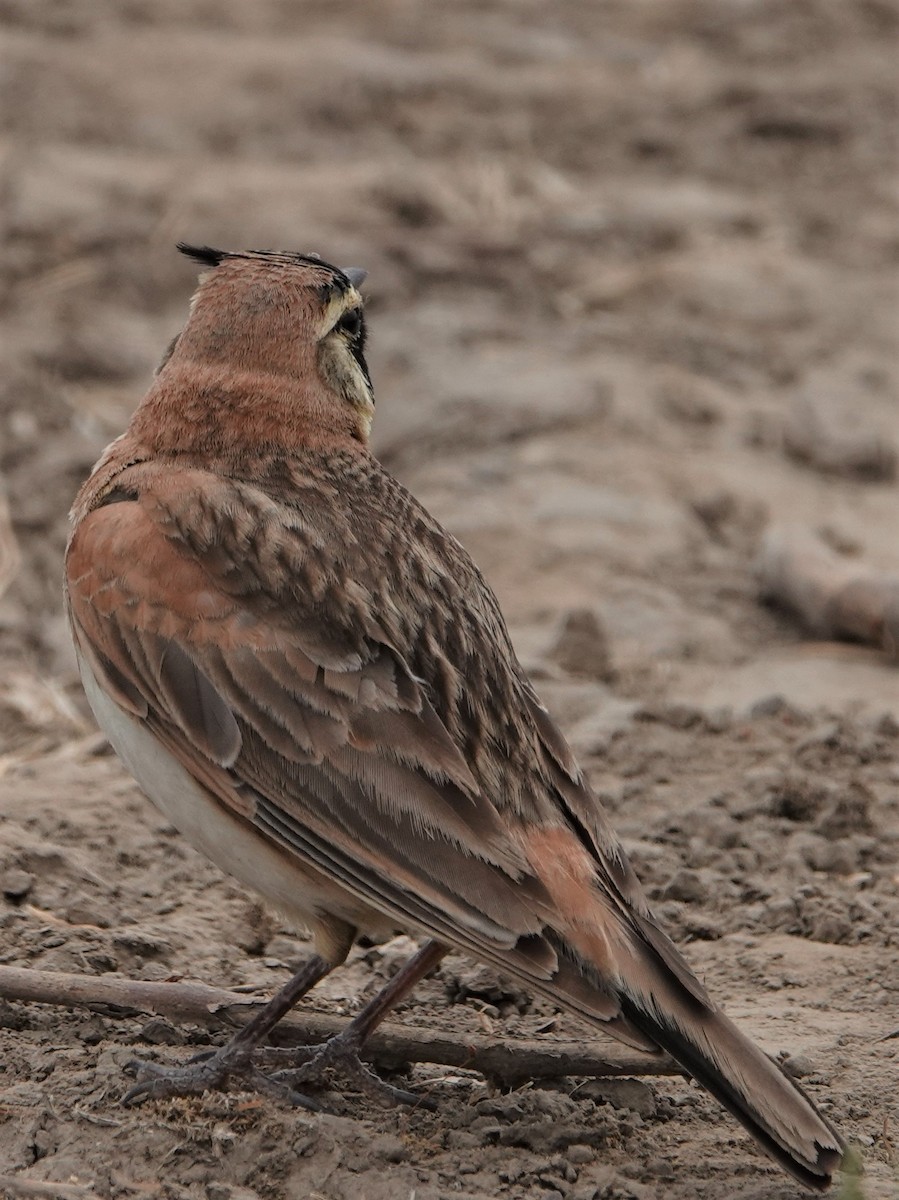 Horned Lark - Duncan Evered