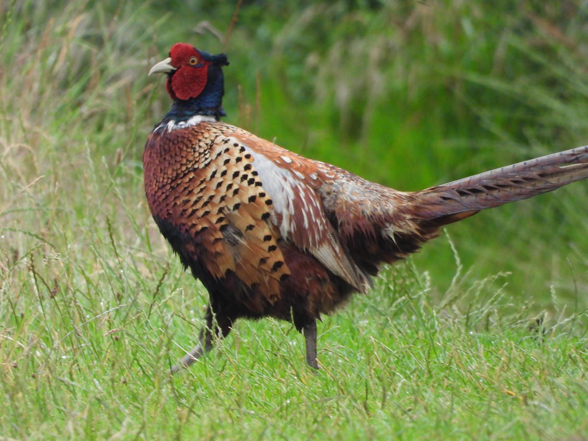 Ring-necked Pheasant - ML592263591