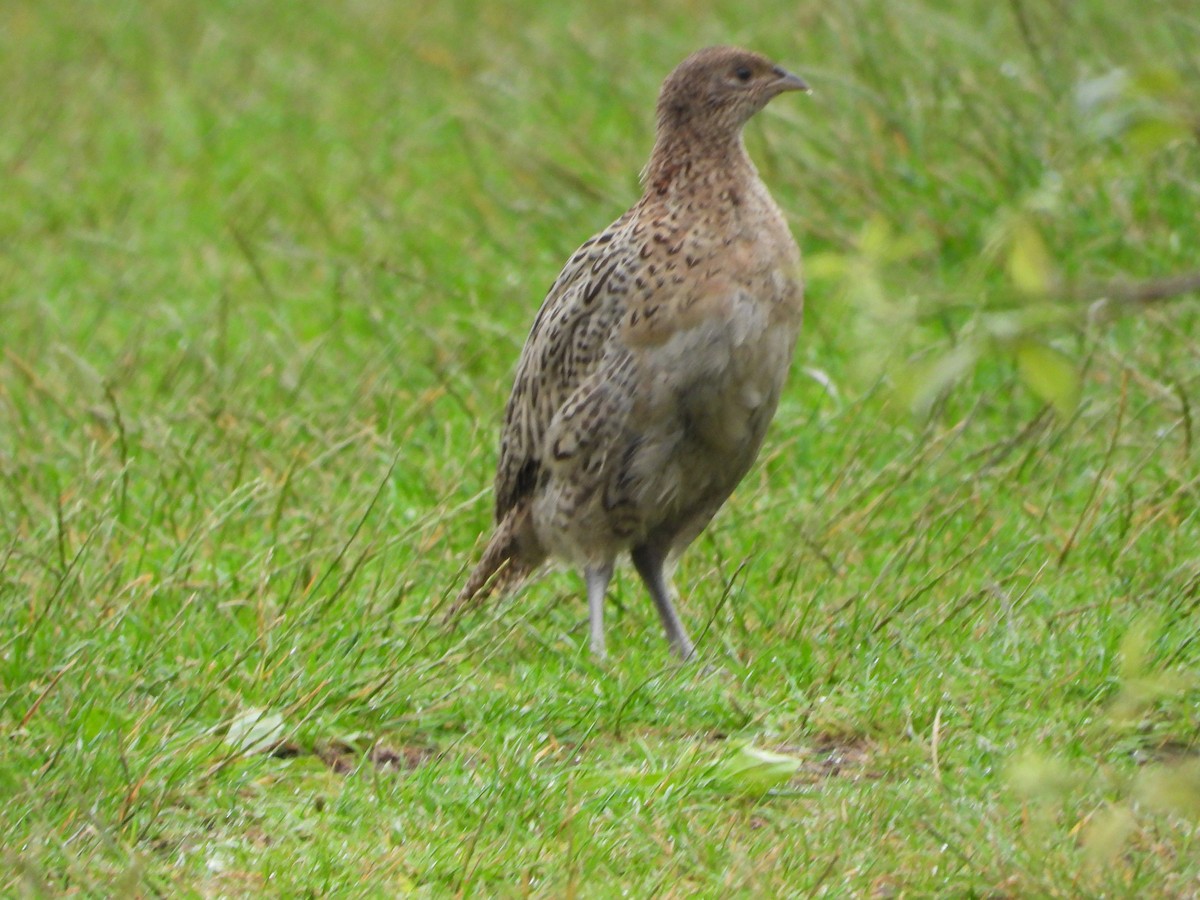 Ring-necked Pheasant - ML592263621