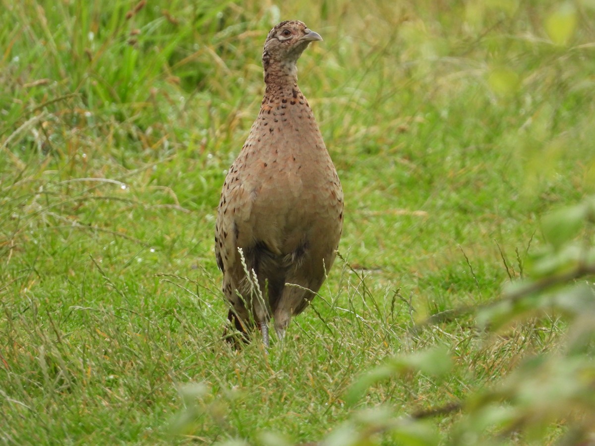 Ring-necked Pheasant - ML592263631