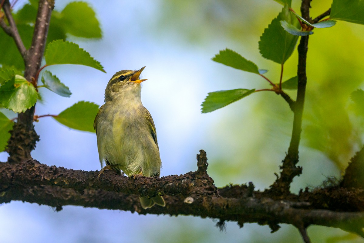 Mosquitero Boreal - ML592263851