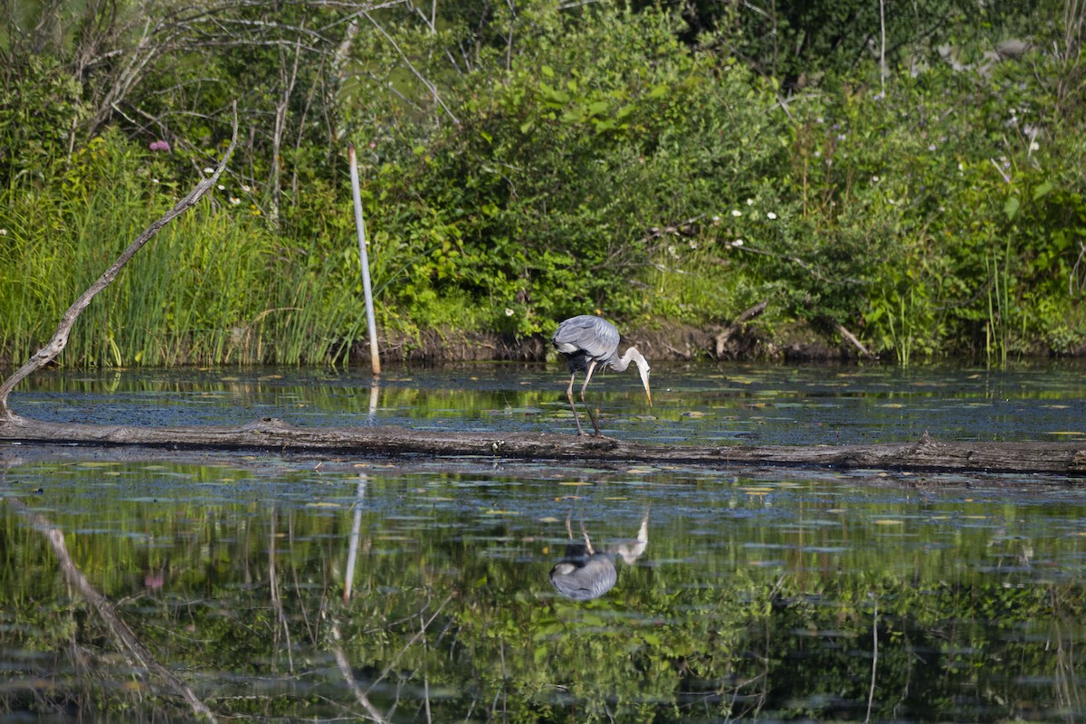 Great Blue Heron - ML592263891