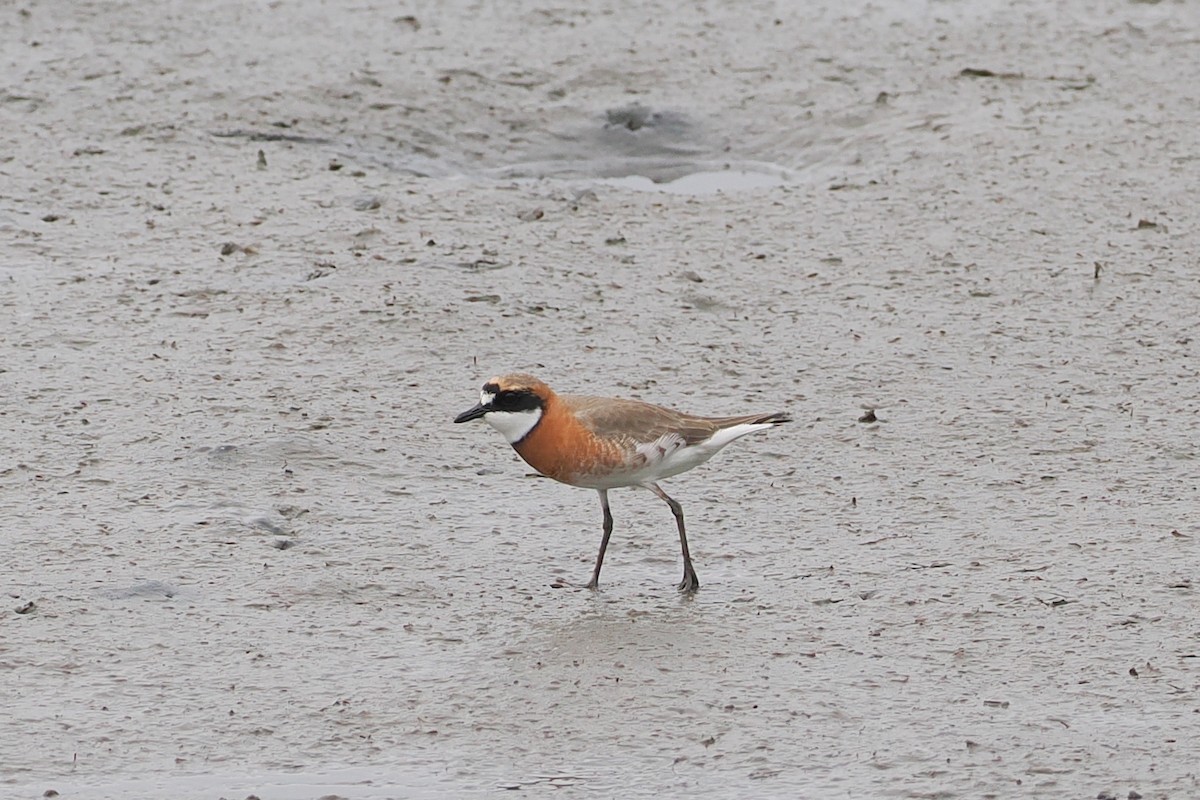 Siberian/Tibetan Sand-Plover - george parker