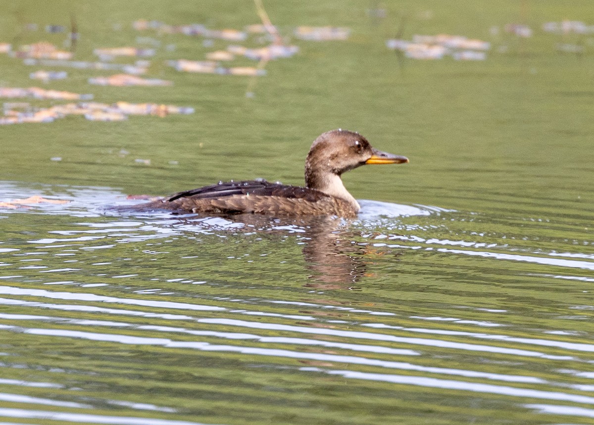 Hooded Merganser - Greg Harrington