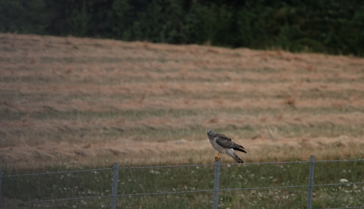 Northern Harrier - ML592265241