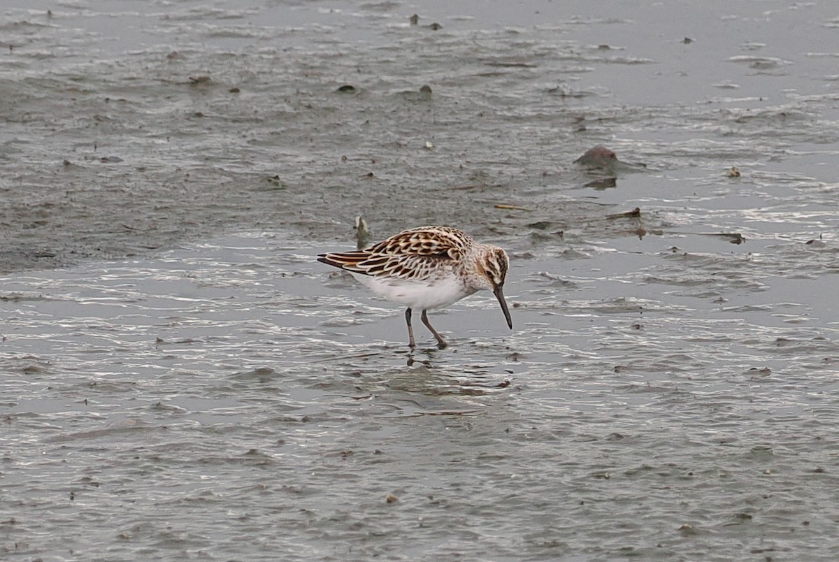 Broad-billed Sandpiper - ML592265251