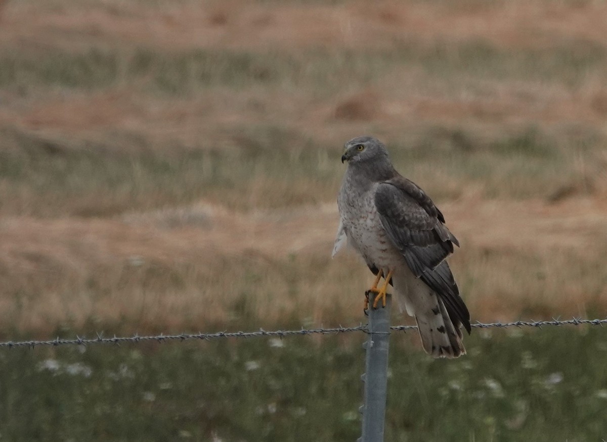 Northern Harrier - ML592265261