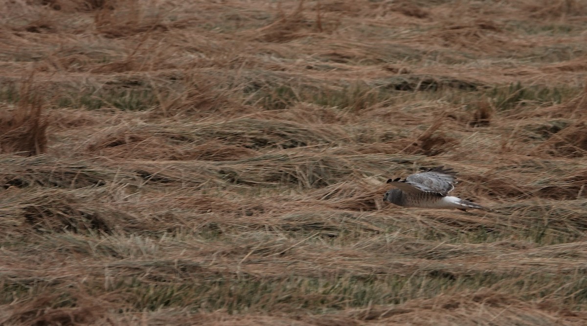 Northern Harrier - ML592265291