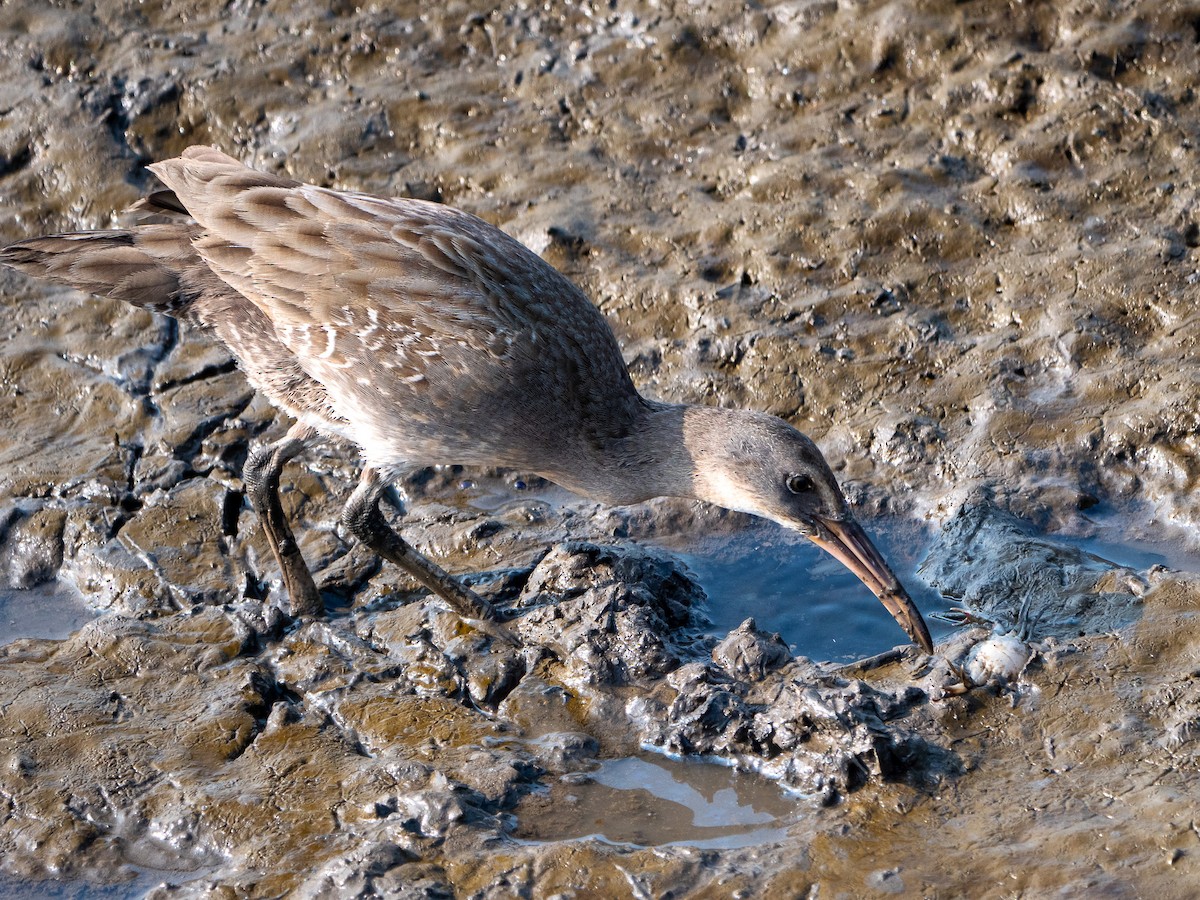 Clapper Rail - ML592265581