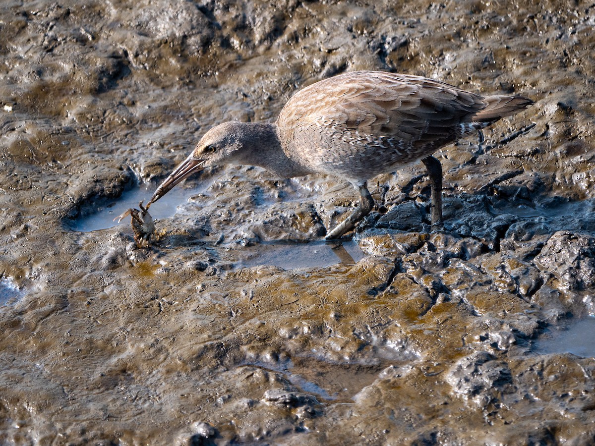 Clapper Rail - ML592265591