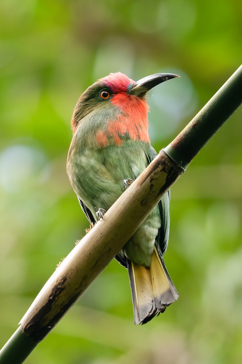 Red-bearded Bee-eater - ML592266581