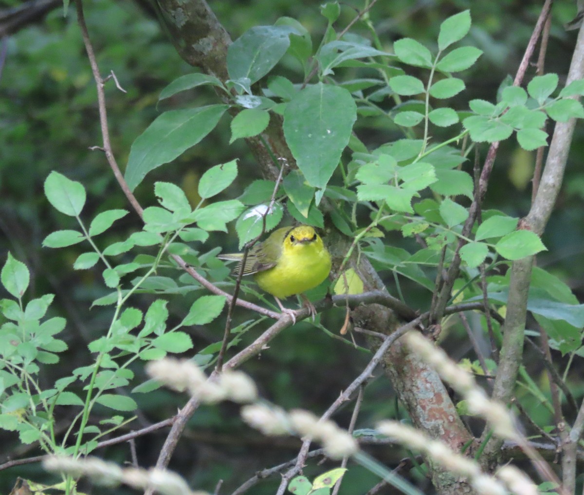 Hooded Warbler - Kim Springer