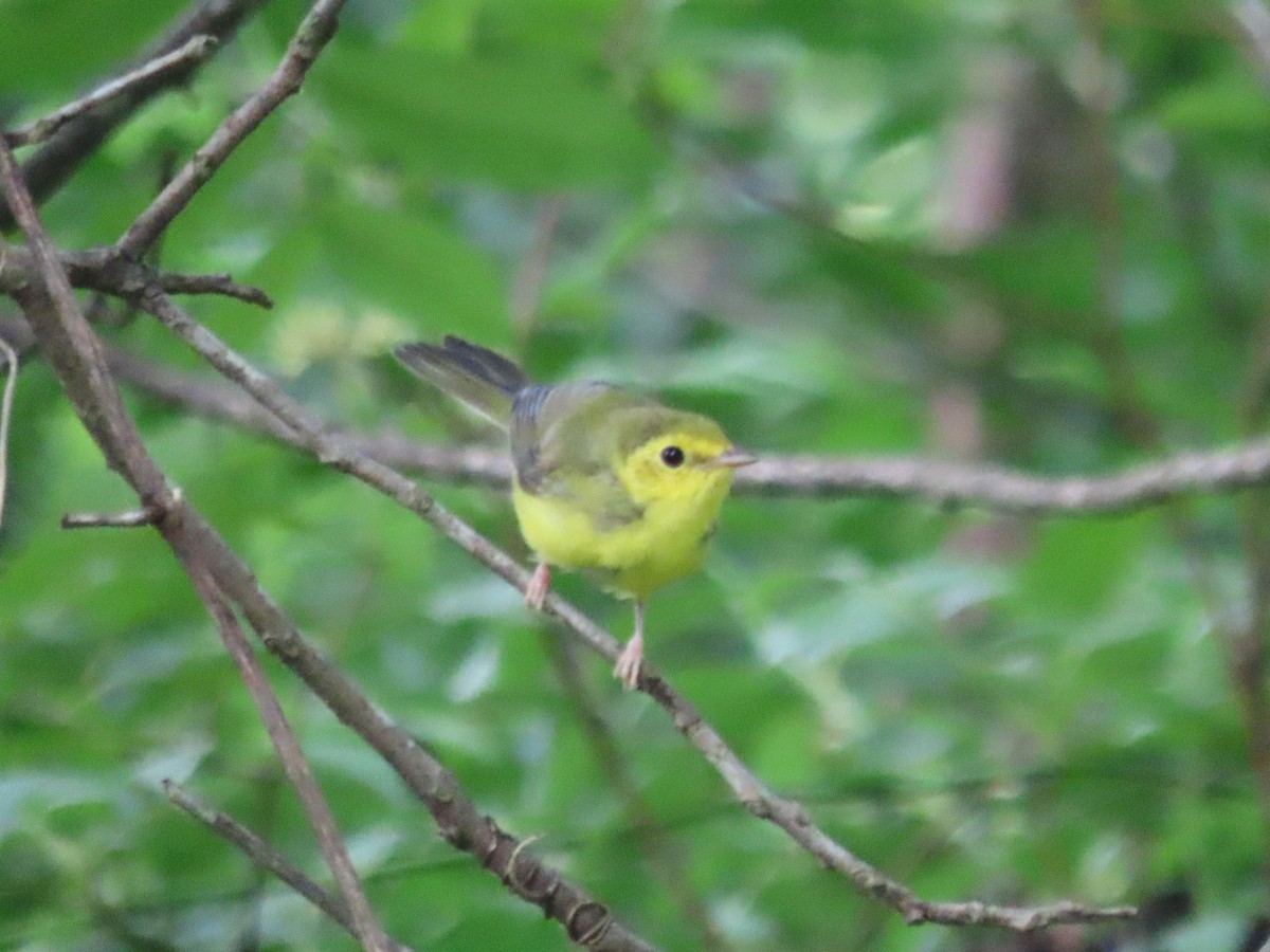 Hooded Warbler - Kim Springer