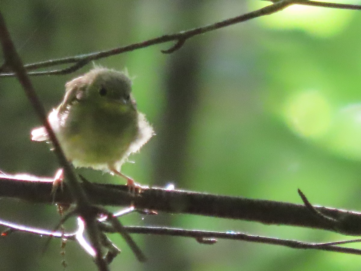 Hooded Warbler - Kim Springer