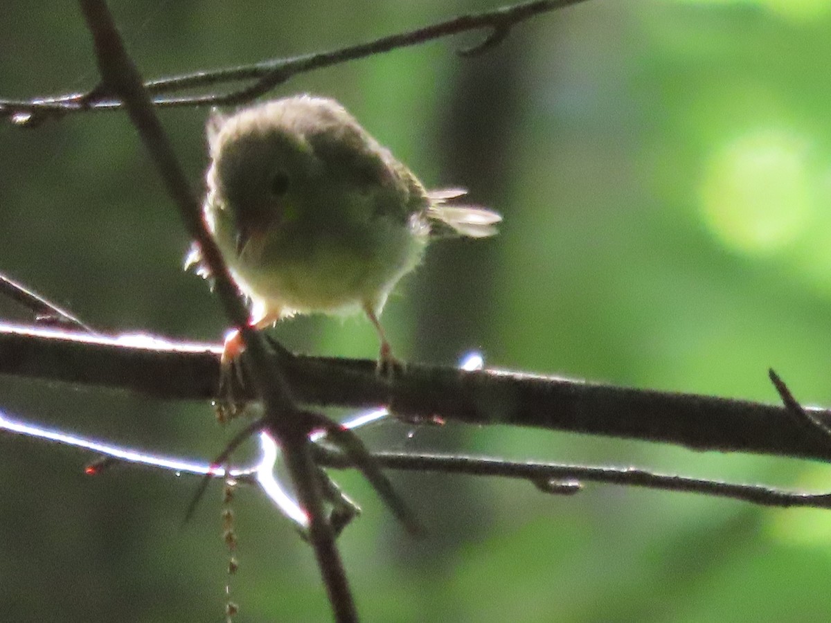 Hooded Warbler - ML592267901