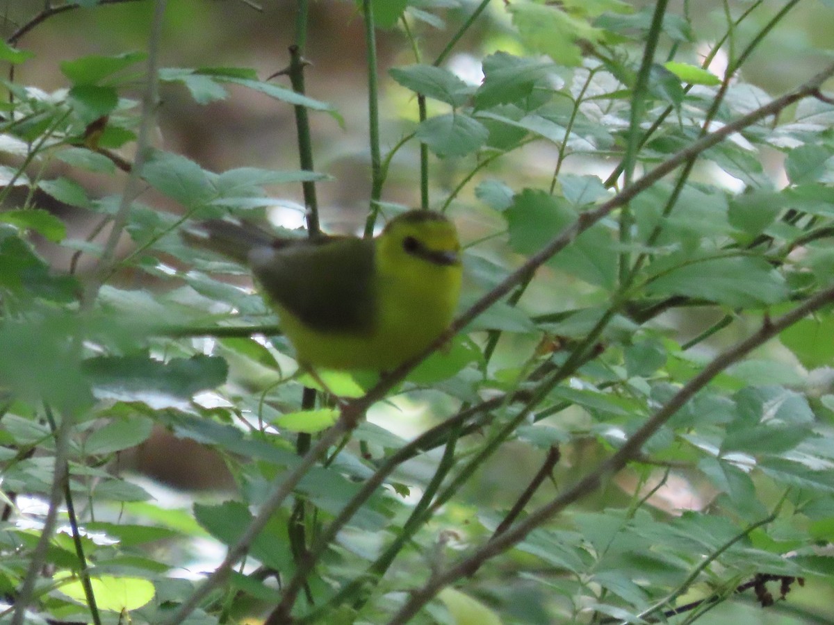 Hooded Warbler - Kim Springer