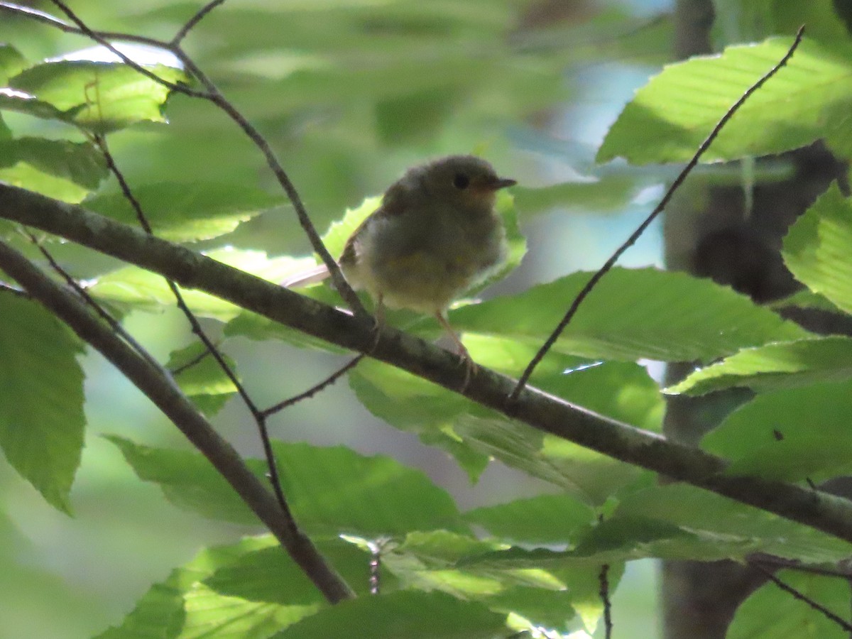 Hooded Warbler - ML592267941