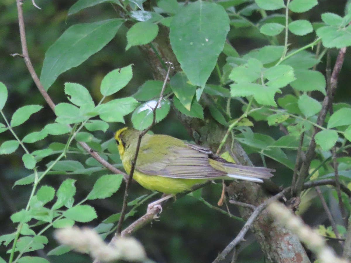 Hooded Warbler - Kim Springer