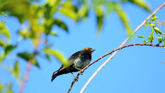 Brown-headed Cowbird - ML592268251