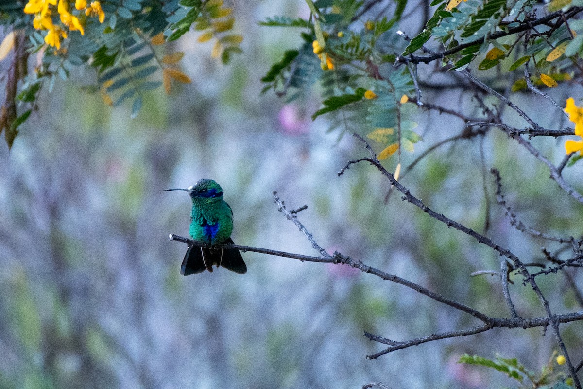 Sparkling Violetear - Bill Tollefson