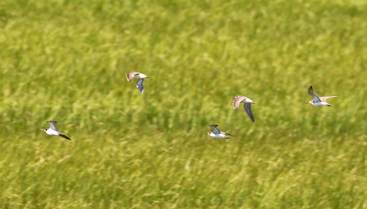 Wilson's Phalarope - ML592269041