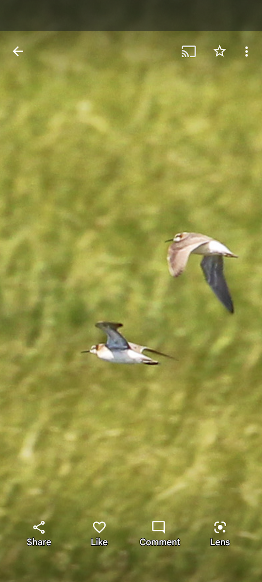 Wilson's Phalarope - ML592269051