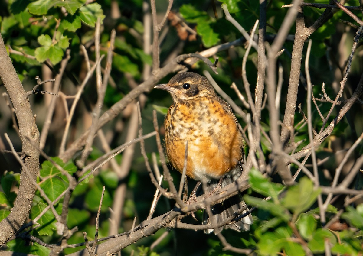 American Robin - ML592270411