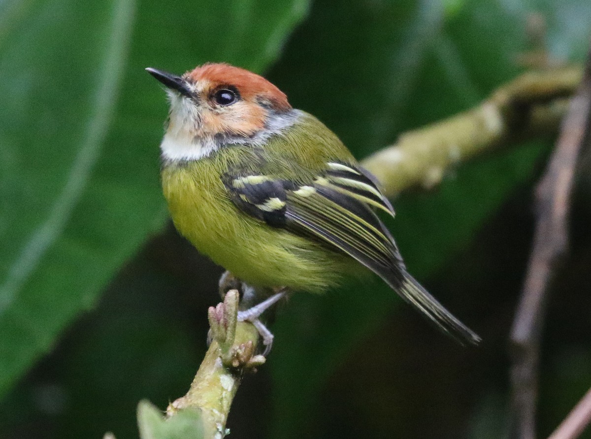 Rufous-crowned Tody-Flycatcher - ML592270421