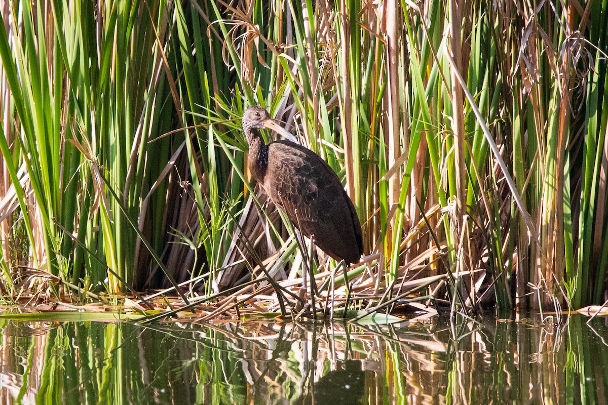 Limpkin - ML592270961