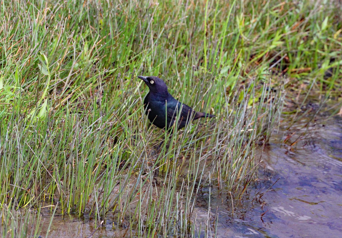 Brewer's Blackbird - ML592271211