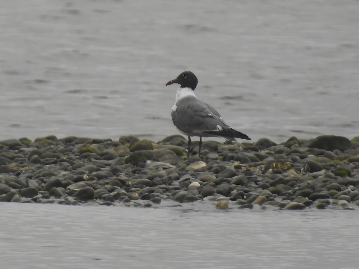 Laughing Gull - ML592271321