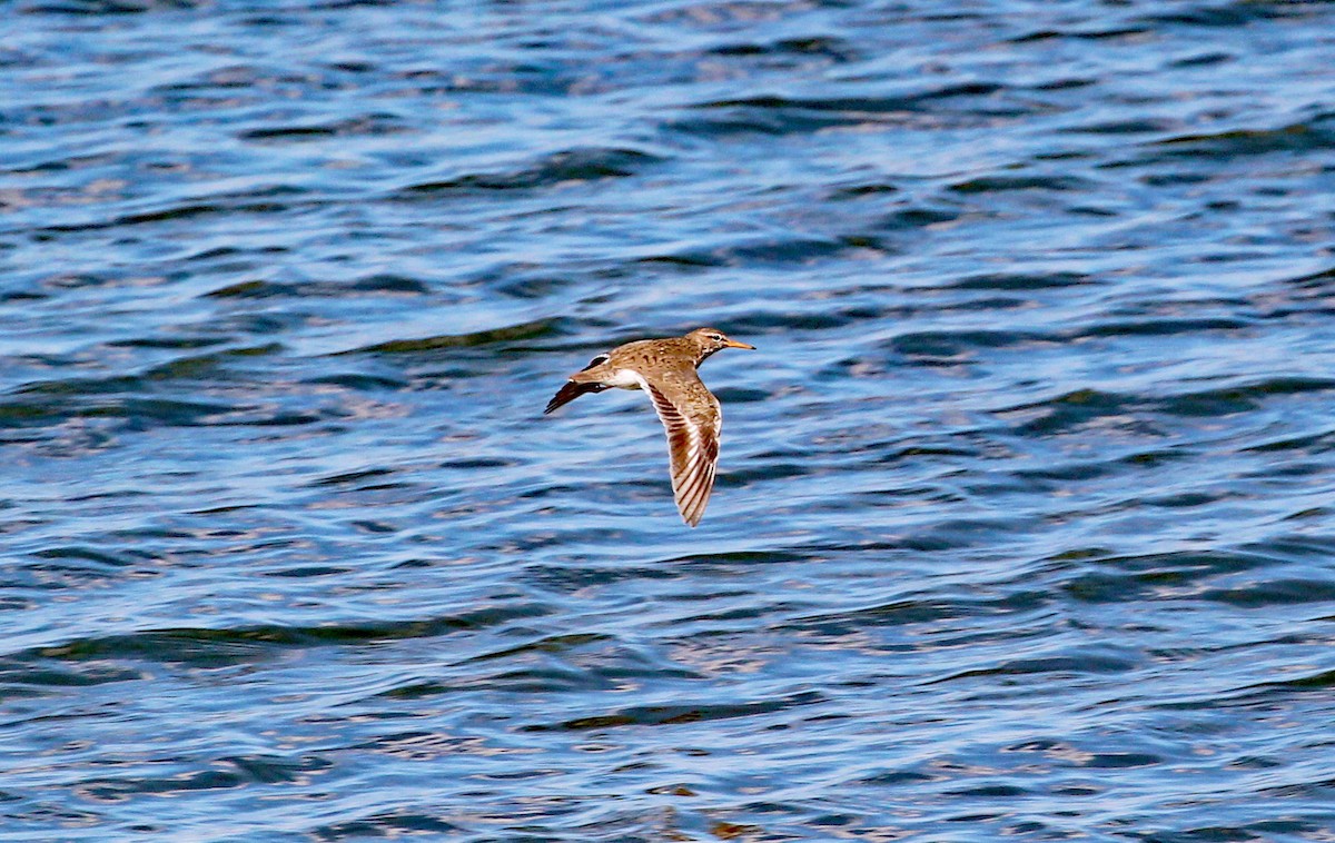 Spotted Sandpiper - ML592271751