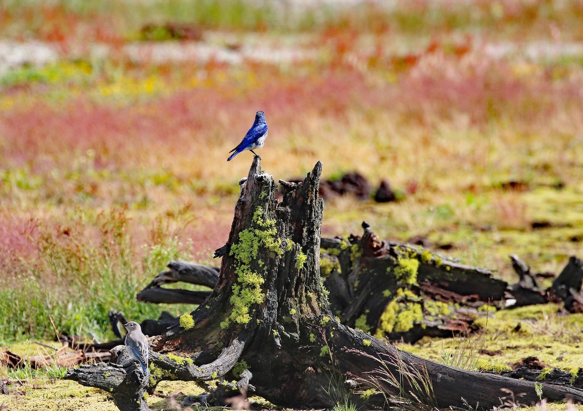 Mountain Bluebird - Brian Jones