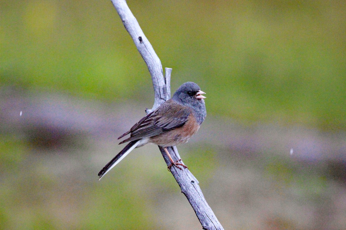 Dark-eyed Junco - Brian Jones