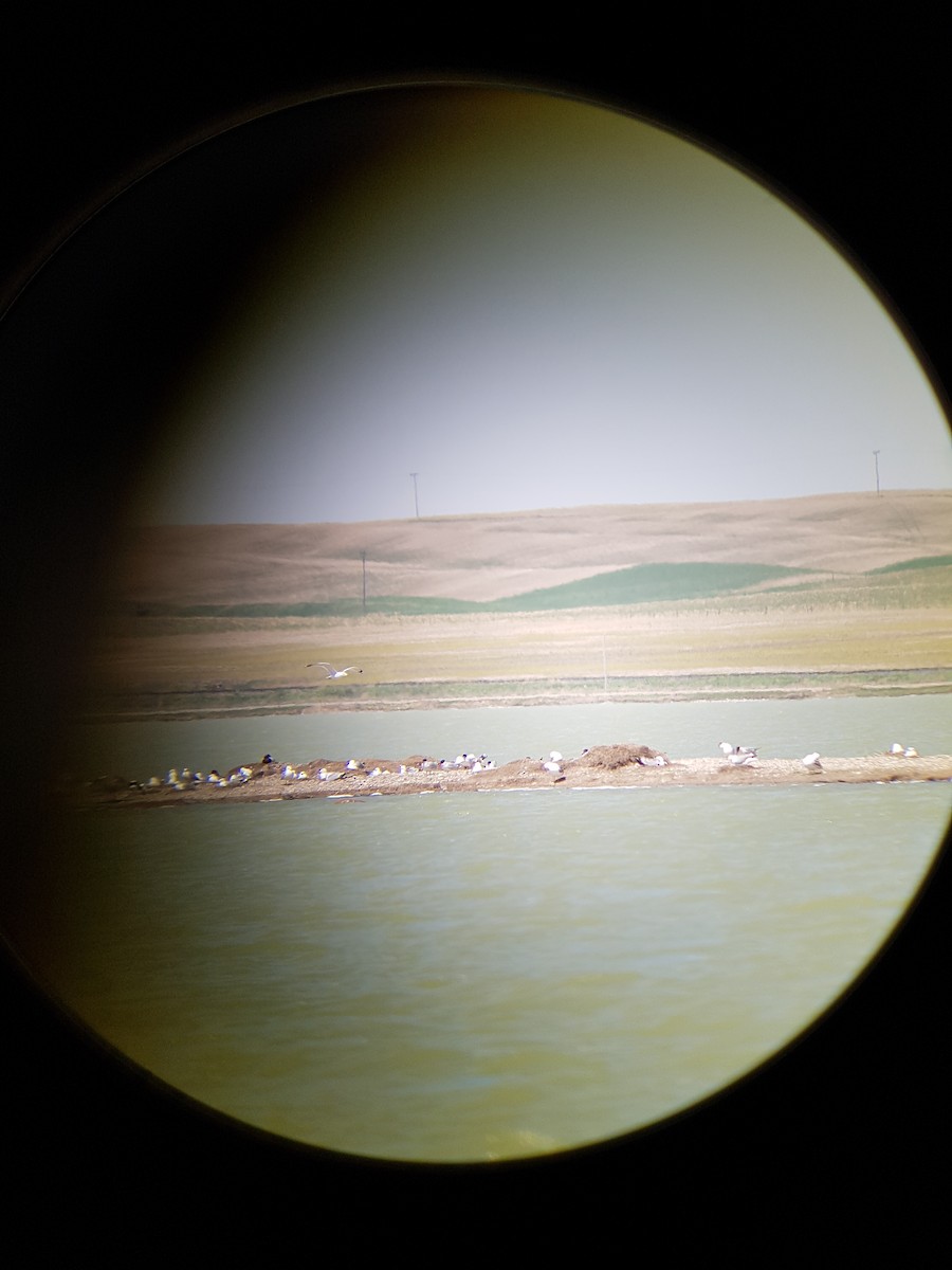 Caspian Tern - ML59227281