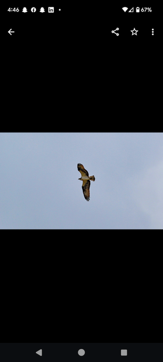 魚鷹 - ML592272921