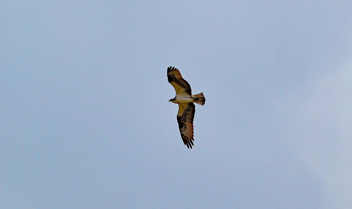 Águila Pescadora - ML592272981