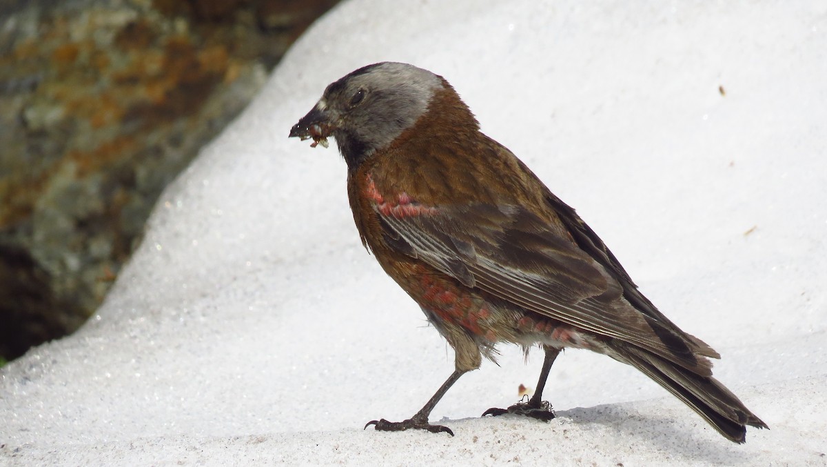 Gray-crowned Rosy-Finch - Josiah Chase