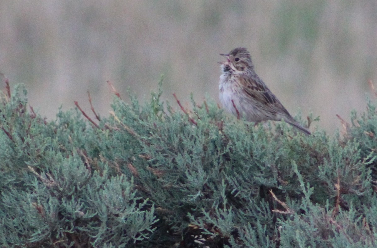 Vesper Sparrow - ML592273611