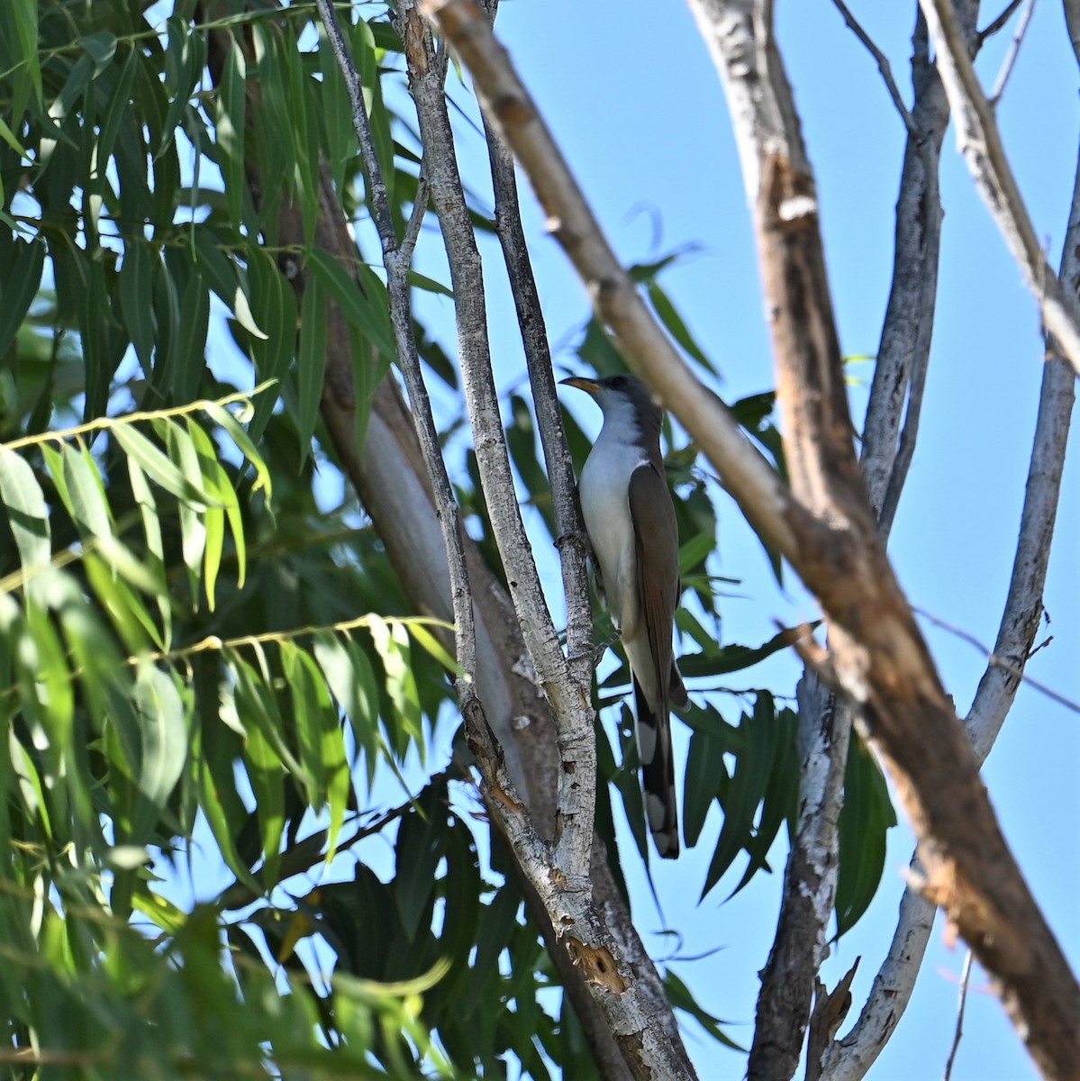 Yellow-billed Cuckoo - Ronnie Reed