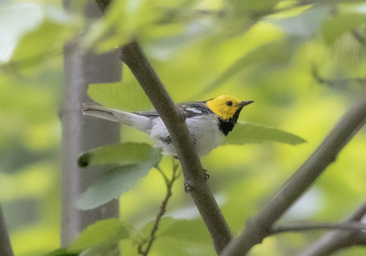 Hermit Warbler - ML592274221