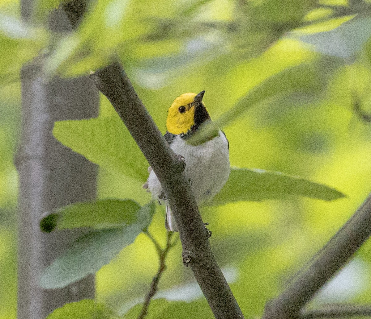 Hermit Warbler - ML592274231