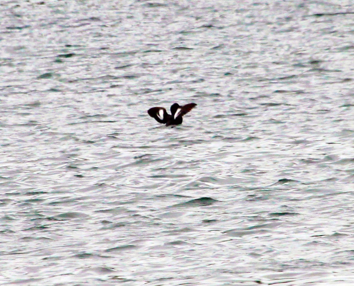 Pigeon Guillemot - ML592274251