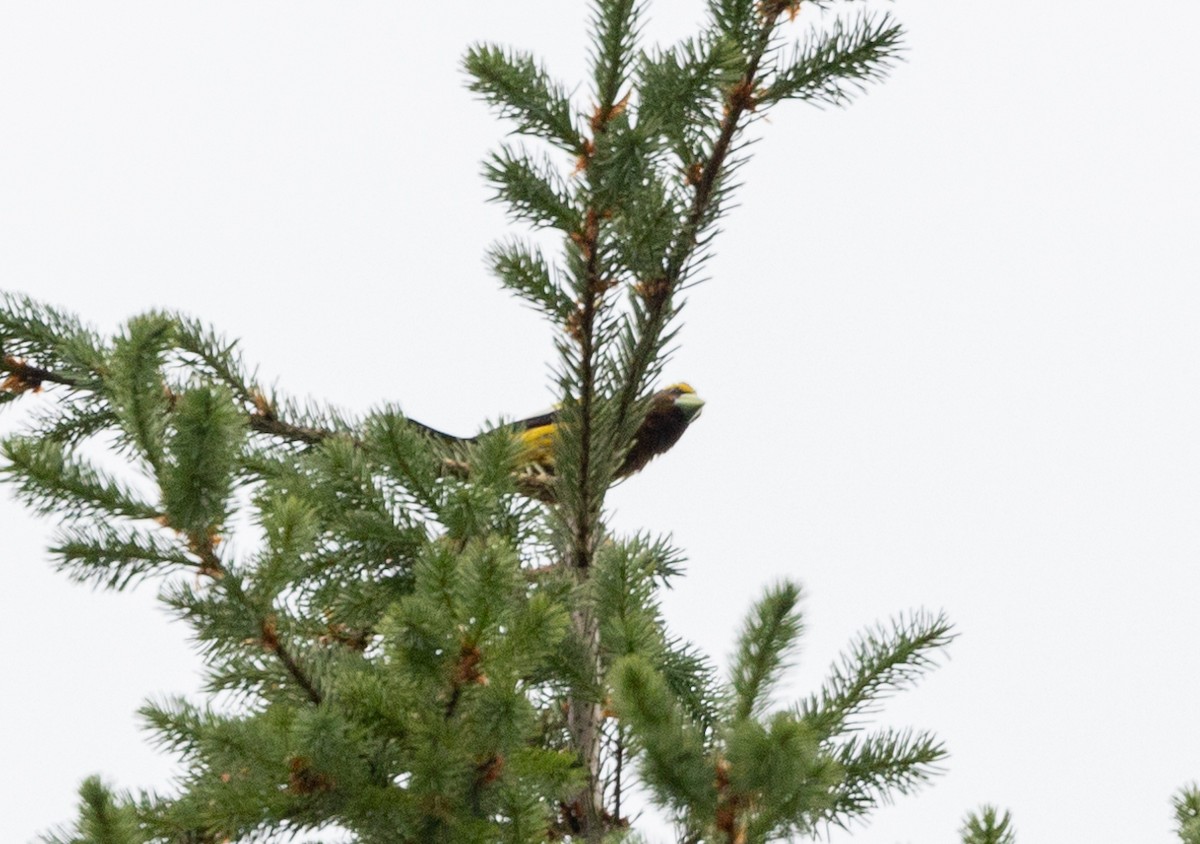 Evening Grosbeak - ML592274311