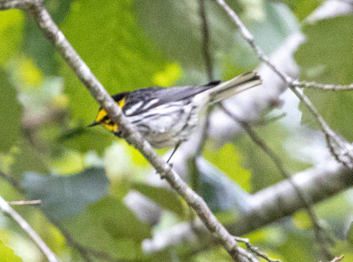 Townsend's x Hermit Warbler (hybrid) - ML592275241