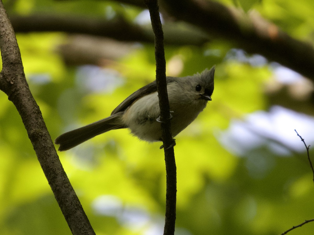 Tufted Titmouse - ML592276351