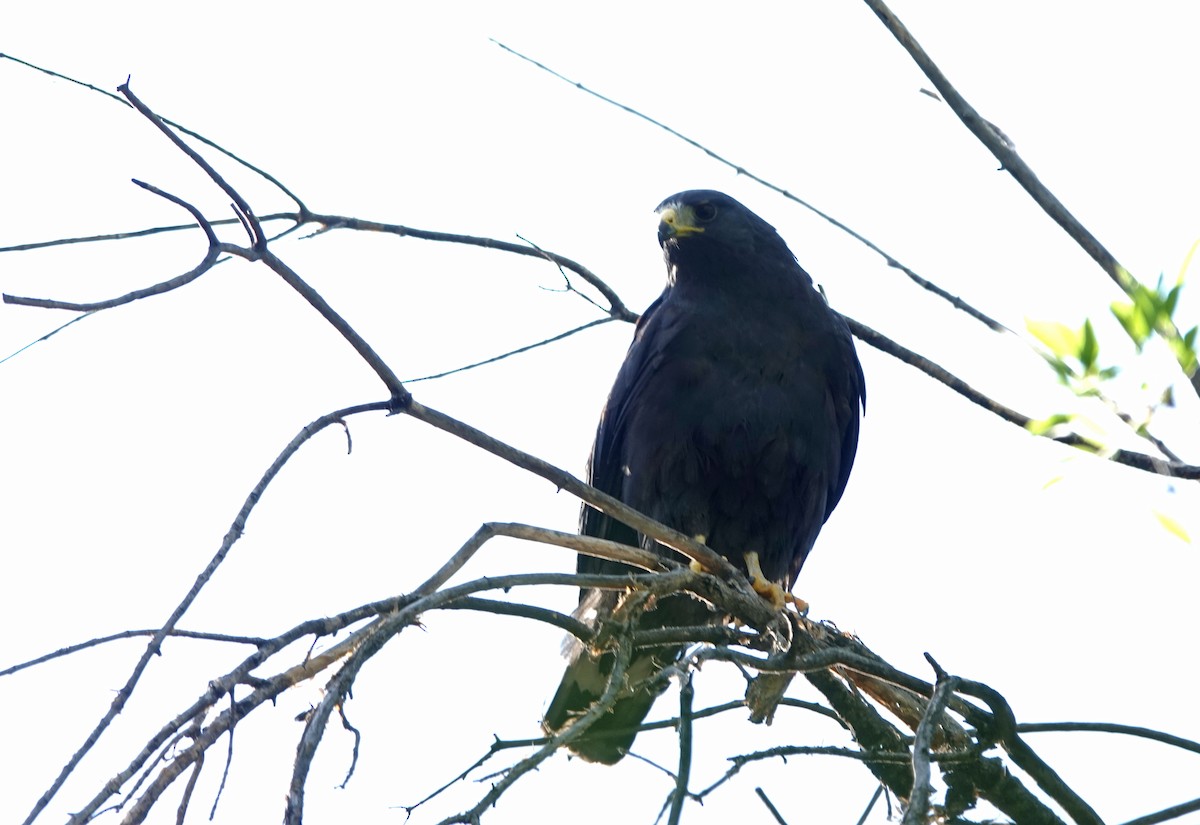 Common Black Hawk - ML592276631