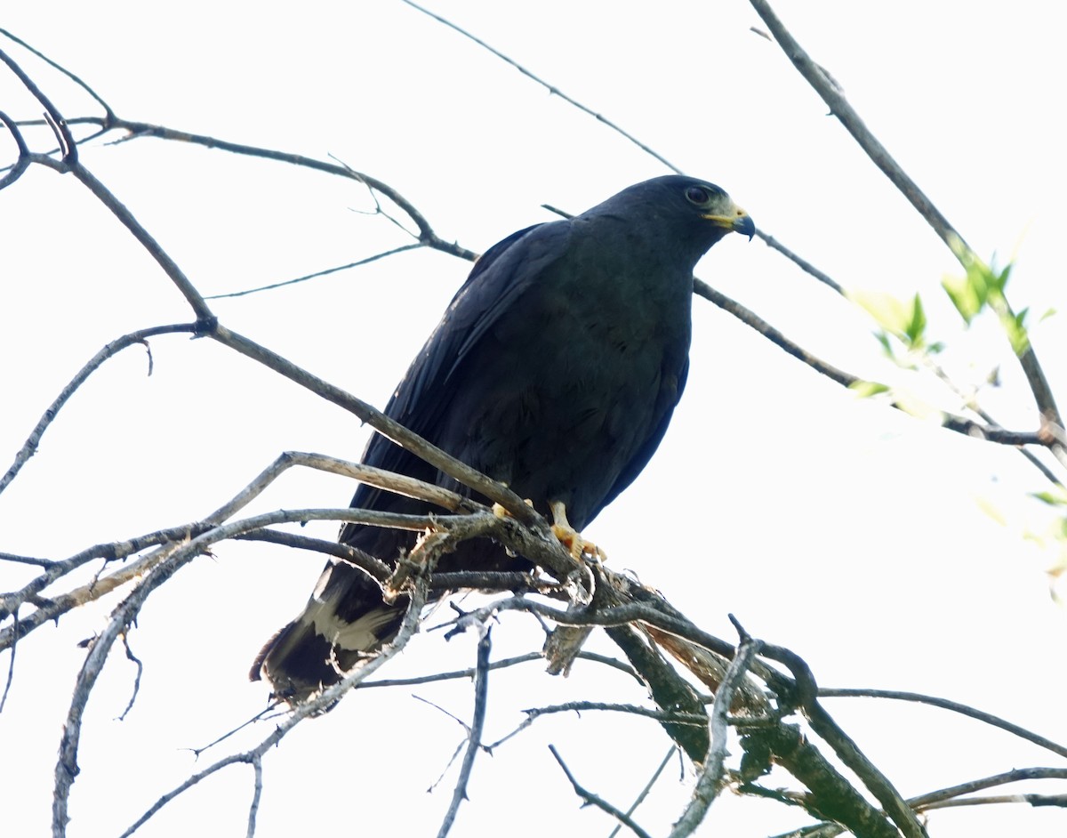 Common Black Hawk - Cathy Beck