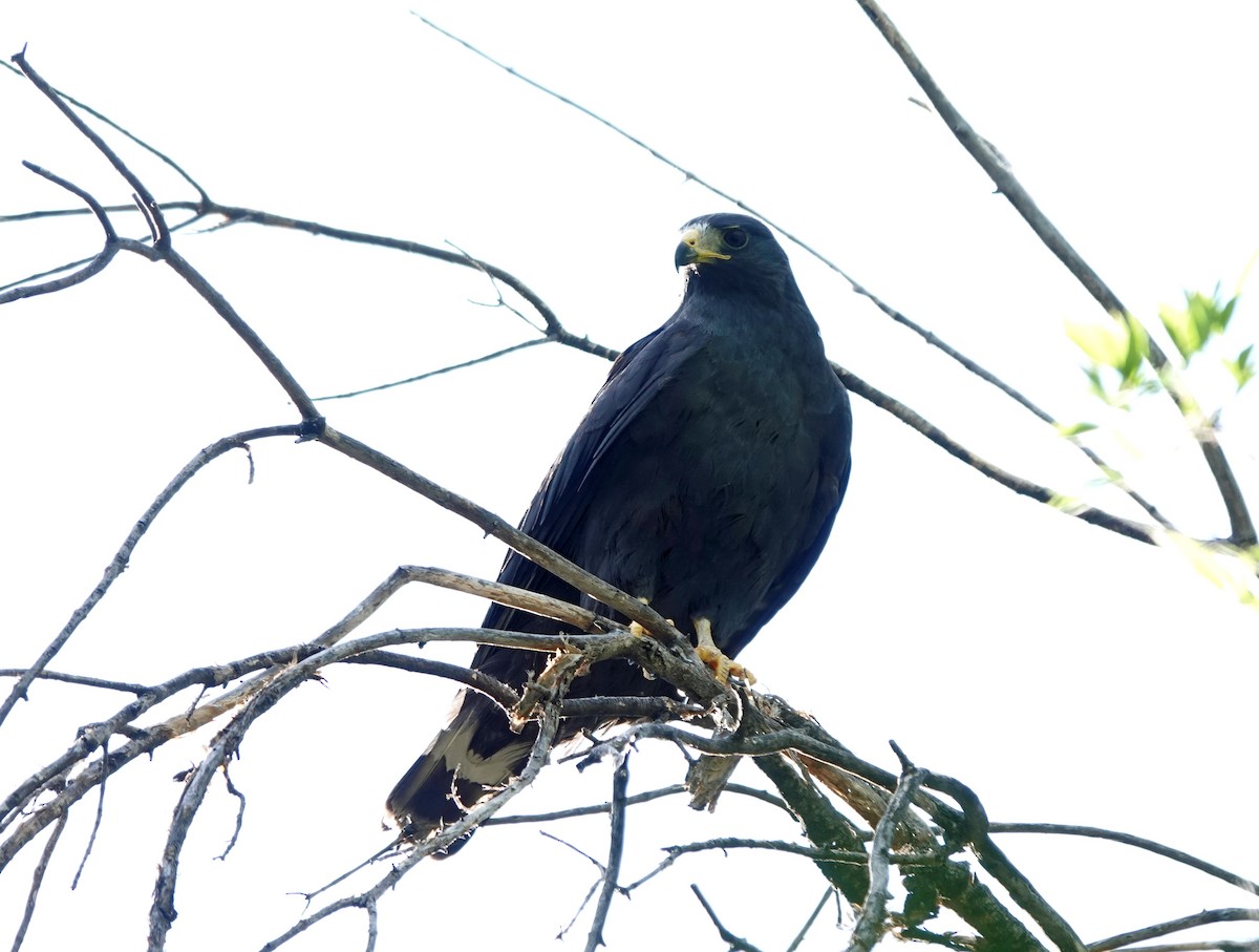 Common Black Hawk - ML592276651