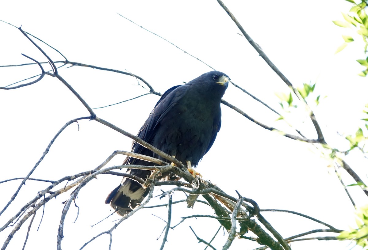 Common Black Hawk - ML592276661